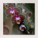 Suche nach exotische orchideen puzzle Blüten