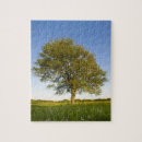 Suche nach ahornbaum puzzle Natur