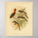 Suche nach gelbe vögel poster Ornithologie