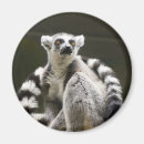Suche nach lemur magnet magnete Affe