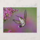 Suche nach bunter kolibri postkarten Tier