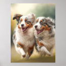 Suche nach australian shepherd poster Hund