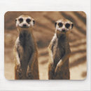 Suche nach meerkats mousepads Lustig