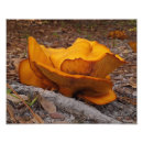 Suche nach kiemen poster Pilz