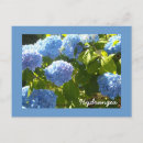 Suche nach hydrangea postkarten Blau