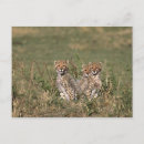 Suche nach acinonyx jubatus postkarten Umwelt