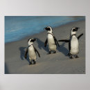 Suche nach sphenisciformes Natur