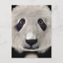 Suche nach süßer panda postkarten Tier
