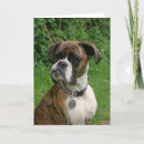 Suche nach brindle karten Boxer