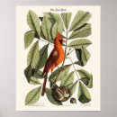 Suche nach rote vögel poster Vintag