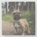 Suche nach bulldogge mit untersetzer Haustier