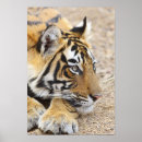 Suche nach bengalischer tiger poster Streifen