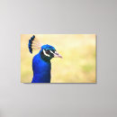 Suche nach pfaus poster leinwandbilder Wild lebende tiere