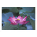 Suche nach detail poster Lotus