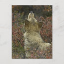 Suche nach lupus postkarten Grauwolf
