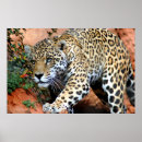 Suche nach leopard große katzen wild poster Wildkatze