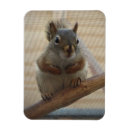 Suche nach niedliche eichhörnchen magnete Natur