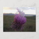 Suche nach getreide postkarten Natur