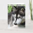 Suche nach sibirischer husky karten Welpe