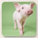 Suche nach ferkel untersetzer Babys