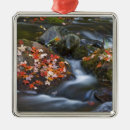 Suche nach ein ahornblatt ornamente Herbst
