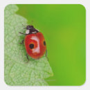 Suche nach ladybird aufkleber Im freien