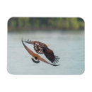 Suche nach vogelfotos magnete Natur