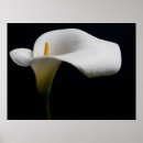 Suche nach calla lily poster Pflanze