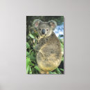 Suche nach koala leinwandbilder Tag