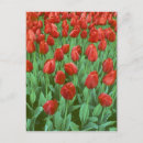 Suche nach tulpenfeld postkarten Landschaft