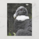 Suche nach kondor postkarten Andean condor