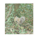 Suche nach eichhörnchen notizblock Wald