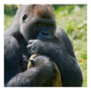 Suche nach silverback gorilla poster Primat