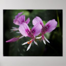 Suche nach orchid poster Jede person