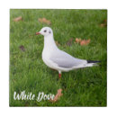 Suche nach tauben fliesen Tier