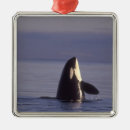 Suche nach orca ornamente Tierwelt