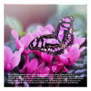 Suche nach butterfly poster Blume