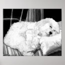 Suche nach cockapoo poster Hund