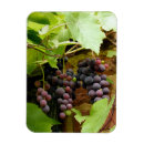 Suche nach weinrebe magnete Obst