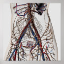 Suche nach veins poster Blood vessels