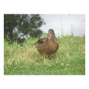 Suche nach weibliches tier poster Vögel