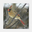 Suche nach vogelfotos magnete Vogelvogel