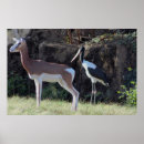 Suche nach gazelle poster Wildtiere