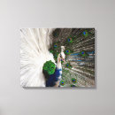 Suche nach weiße federn leinwandbilder Vögel