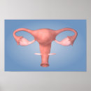 Suche nach konzeption poster Medizin