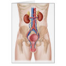 Suche nach abdomen postkarten Nah up