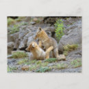 Suche nach südamerikanische karte postkarten Fuchs