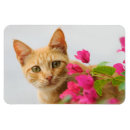Suche nach rote augen magnete Katze