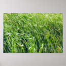 Suche nach gras pflanze poster Grün