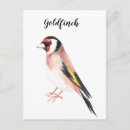 Suche nach goldfinch postkarten Aquarell